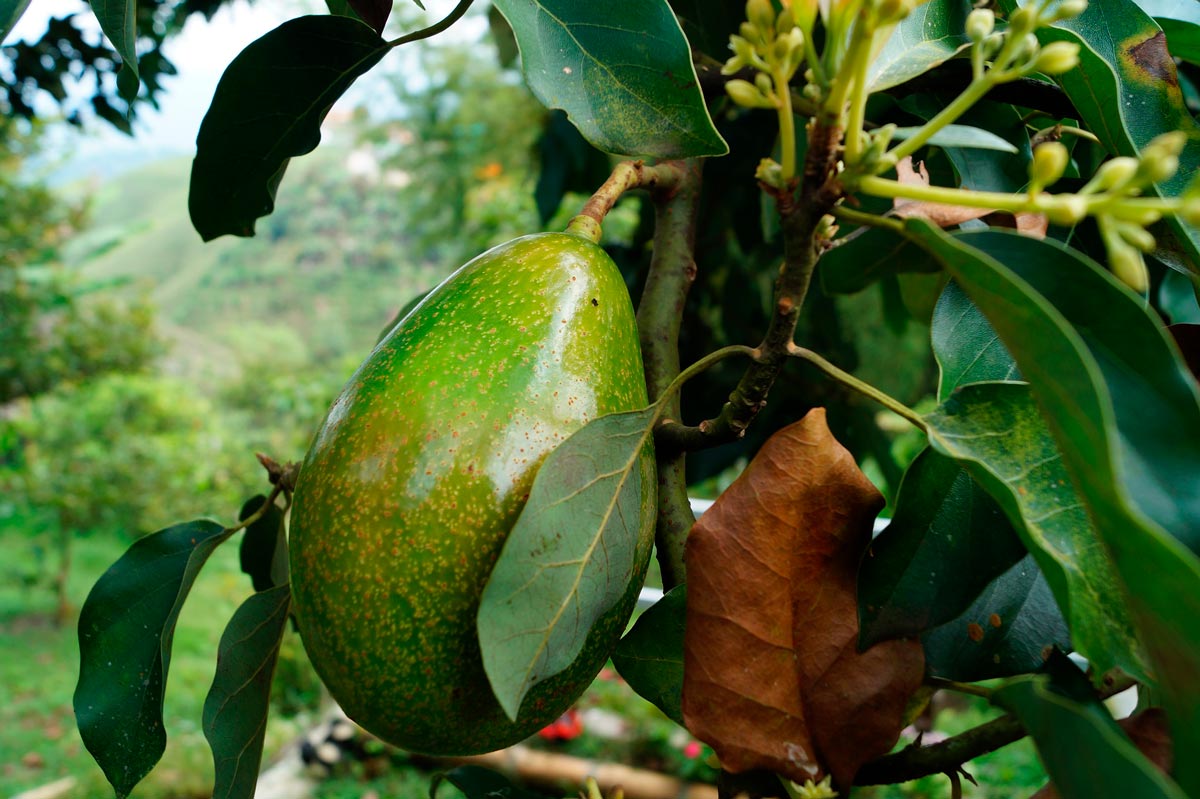 Ganan premio en Nayarit por aumentar calidad del aguacate